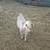 Boer cross goat kids (Nubian-Niger dam) 11 thumbnail
