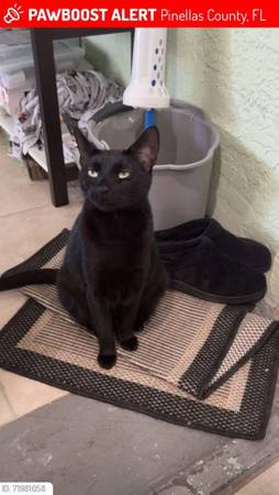 Lost cat (Navajo & Mohawk near Seminole BLVD)64002723116801120