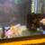 aquarium goldfish tank 3 thumbnail