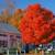 BUY 4 LARGE RED MAPLE TREES GET ONE FREE 12 thumbnail