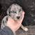 Catahoula Puppies 1 thumbnail