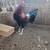 Gamefowl/roosters 16 thumbnail