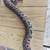 Female Pewter Ball Python 4 thumbnail