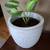 Easy to Grow Houseplants Including Large Pots - Only $20 Each! 4 thumbnail