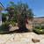Dragon Trees and Ancient Olive Trees 23 thumbnail