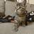 Kittens 3 thumbnail
