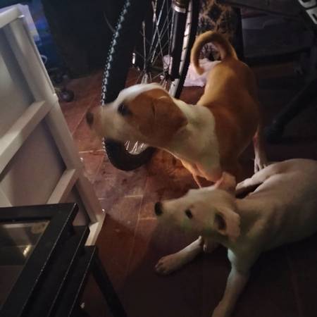 Cachorros mezcla de pitbull hermanos necesitan hogar YA (Waco)63661959370371121