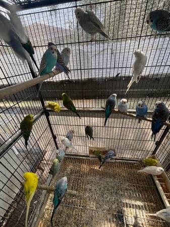 REHOMING PARAKEETS (Lehigh Acres)63977625454979123