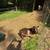Nigerian dwarf  goats 4 thumbnail