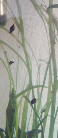 PENDING - Bladder Snails 1