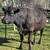 Black Angus bulls 4 thumbnail
