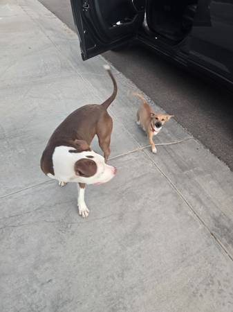 Found- white and brown pit-mix and small terrier chihuahua mix VERY SW (Tolleson)64007247994882121