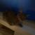 Missing cat 1 thumbnail
