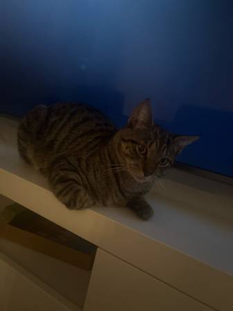 Missing cat 1