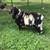 GOAT #1307 100% Fullblood Boer Buck 6 thumbnail