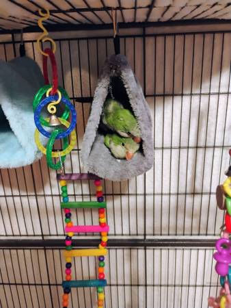 Birds Quaquer63655666918531120
