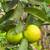 Backyard Mixed Veggies, Etc. 5 thumbnail