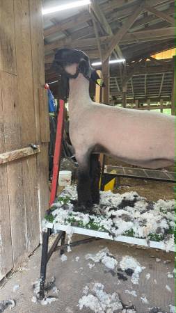 Lamb wether 1