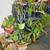Beautiful Drought Tolerant Desert Plants for your Home! 2 thumbnail