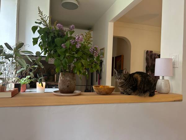 $1,500 / 1br - 700ft2 - Beautiful pre war one bedroom in Clinton Hill with cat Oct 3-18 (Clinton Hill)63788385034371124