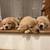 A new best friend Golden retriever full of love 2 thumbnail