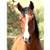 Gelding 2 thumbnail