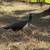 Peachicks/ peacocks 7 thumbnail
