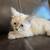 Siamese kittens 2 thumbnail