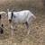 Goats & Sheep 5 thumbnail
