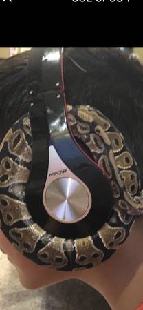 Rehousing ball python 1