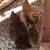 Pullets 1 thumbnail