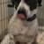 Free Dog 1 thumbnail