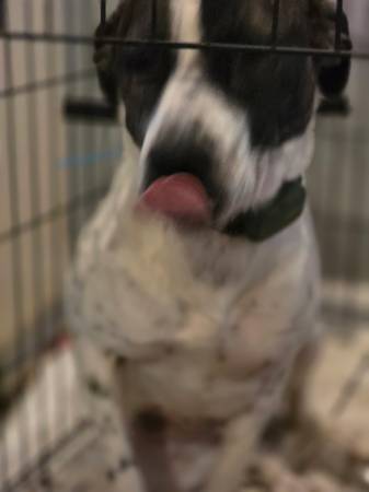 Free Dog 1
