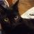 MISSING: BLACK CAT W/TINY WHITE PATCH 1 thumbnail