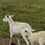 - SHeep Pair 1 thumbnail