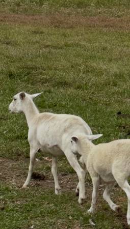 - SHeep Pair 1