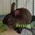 Bunnies 3 thumbnail