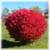 BALLED AND BURLAP EVERGREENS- ARBORVITAES- SHADE TREES AND MORE (SALE) 24 thumbnail