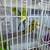 Parakeets 2 thumbnail