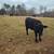 4 Black Angus Heifers 3 thumbnail