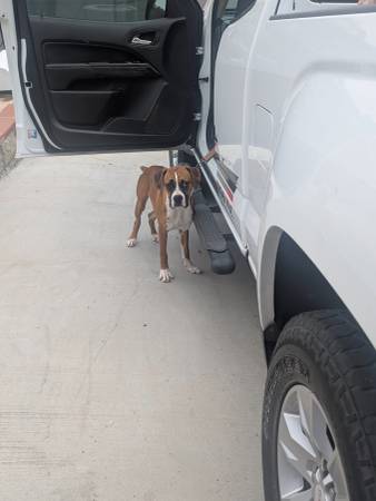 Boxer 1