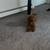 Mini poodle 1 thumbnail