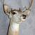 6 POINT BUCK DEER HEAD 4 thumbnail