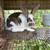 Mini rex rabbits 2 thumbnail
