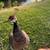 Peacock & Peahen 3 thumbnail
