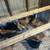pullets for sale 2 thumbnail
