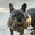 Female Frenchie 7 thumbnail
