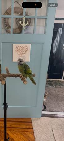 Mustache Parakeet 1