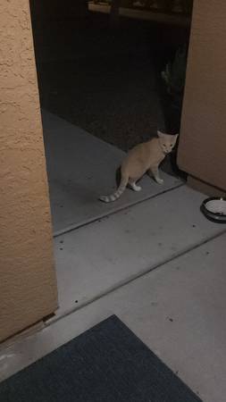 Orange white cat FOUND (Cavecreek bell area west of there)63967287256963120