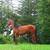 Broke, Trail ridden, Arabian Gelding 6 thumbnail